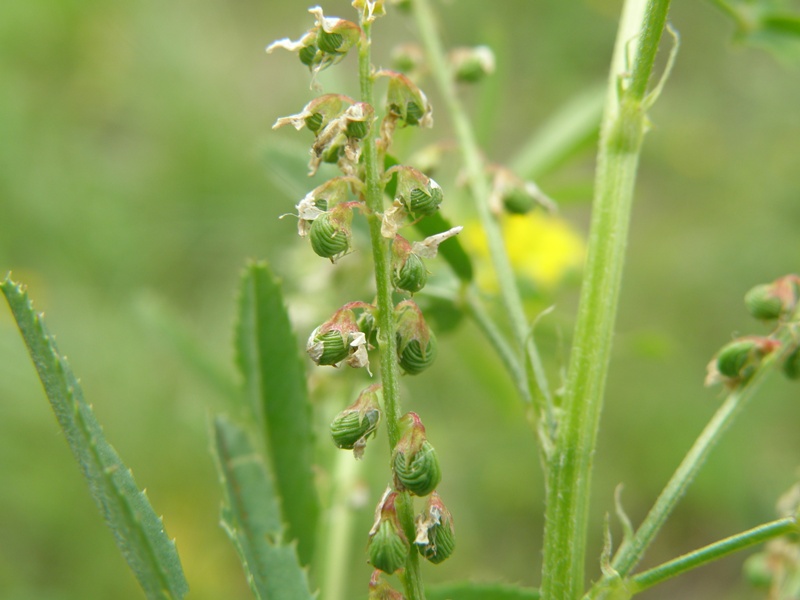 Trigonella sulcata (=Melilotus sulcatus) / Meliloto solcato