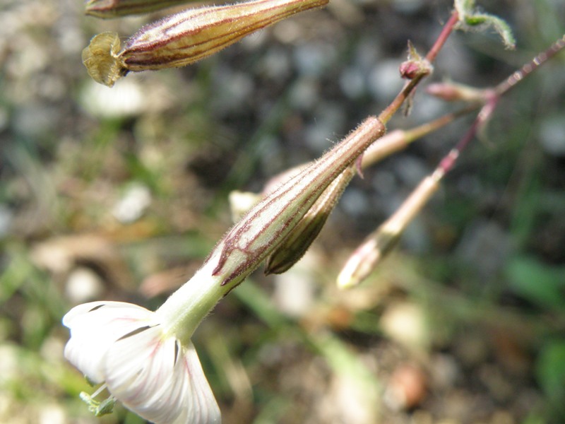 Silene italica