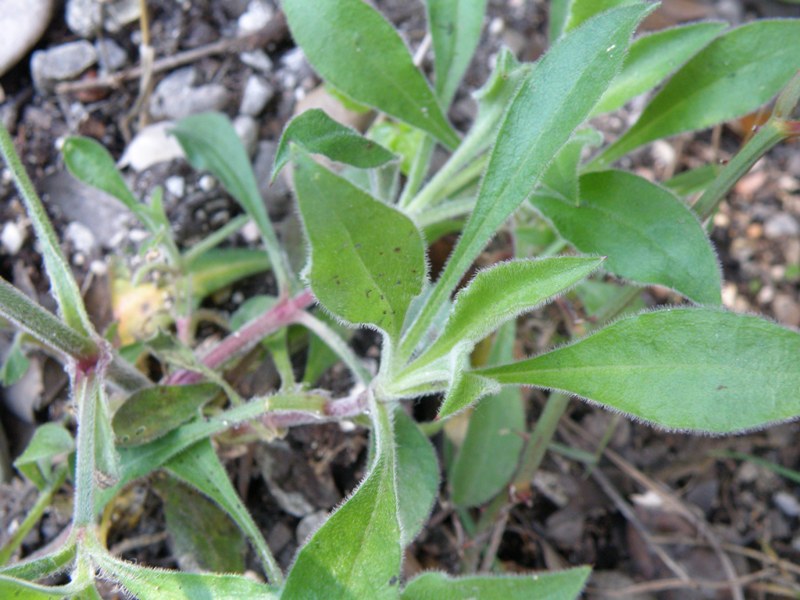 Silene italica