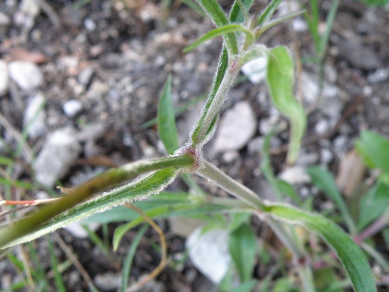 Silene italica