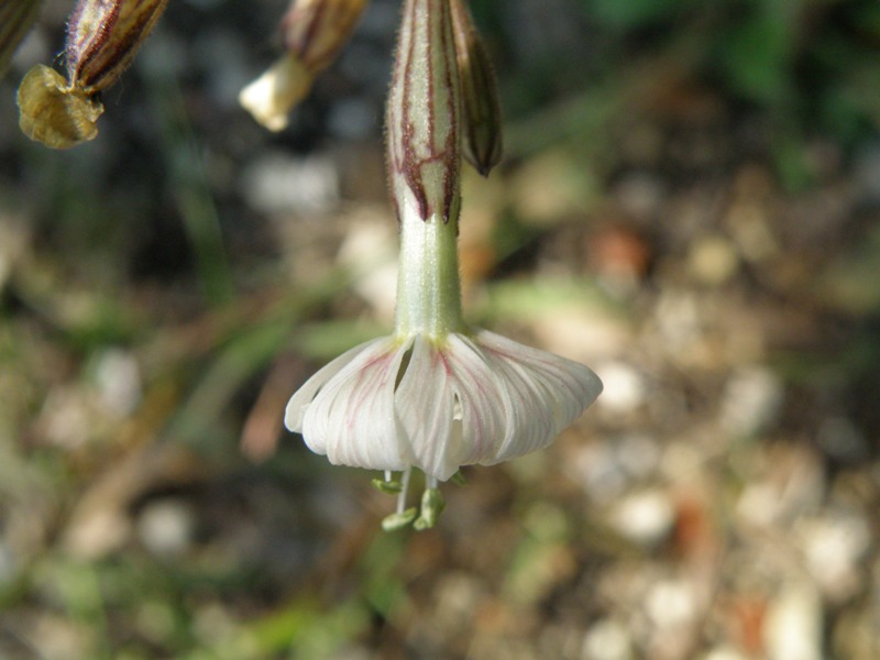 Silene italica