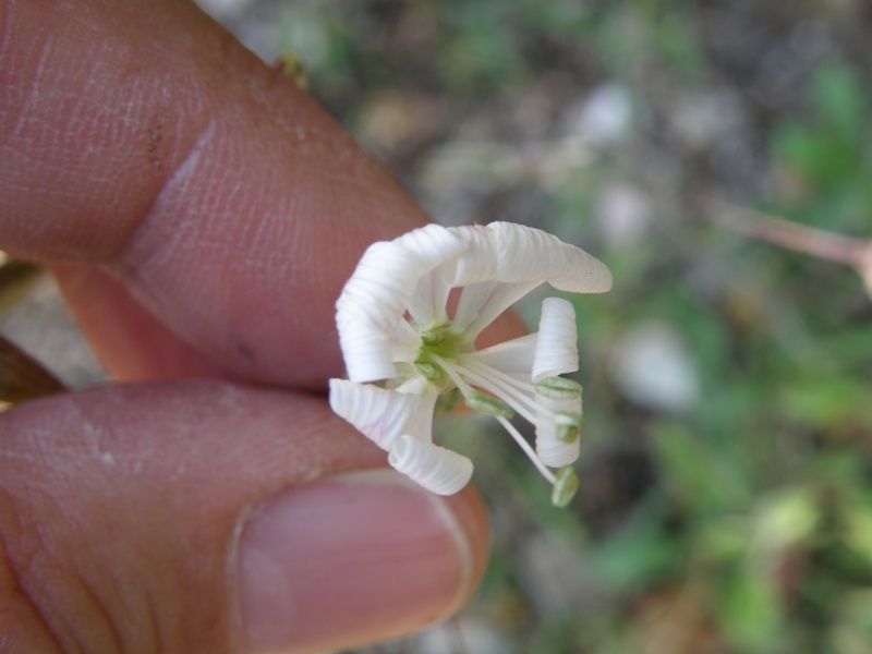 Silene italica