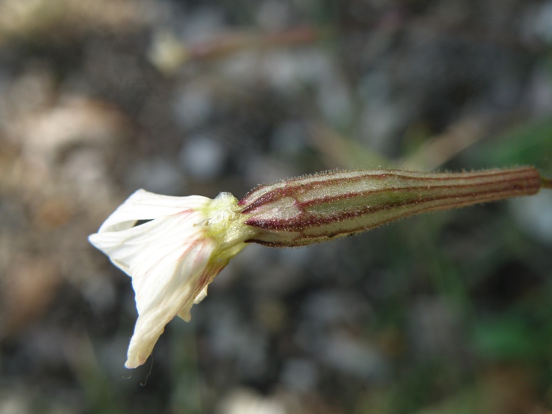 Silene italica