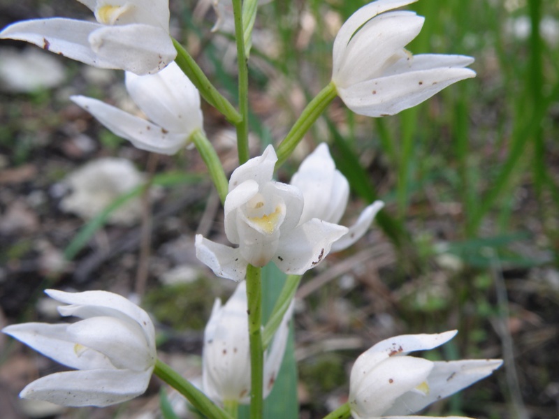 Cephalanthera longifolia