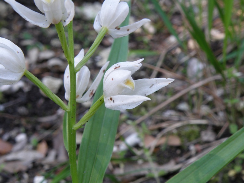 Cephalanthera longifolia