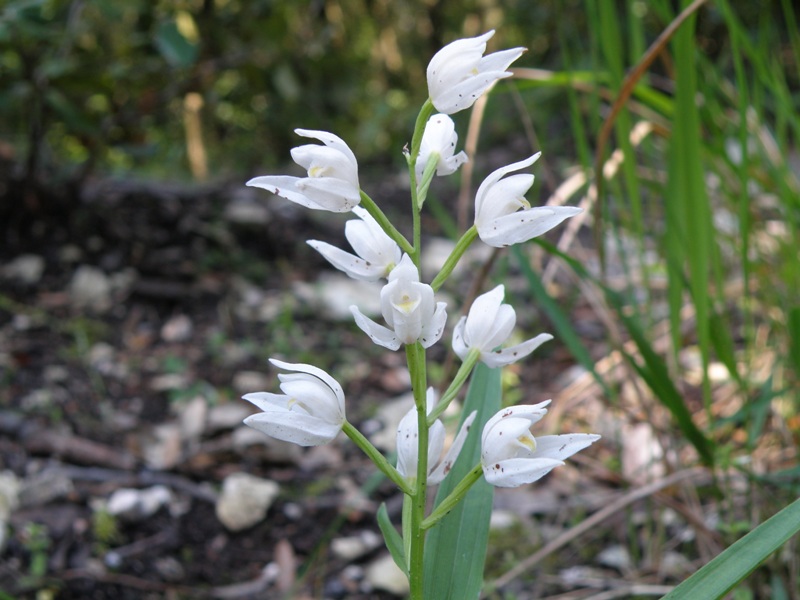 Cephalanthera longifolia