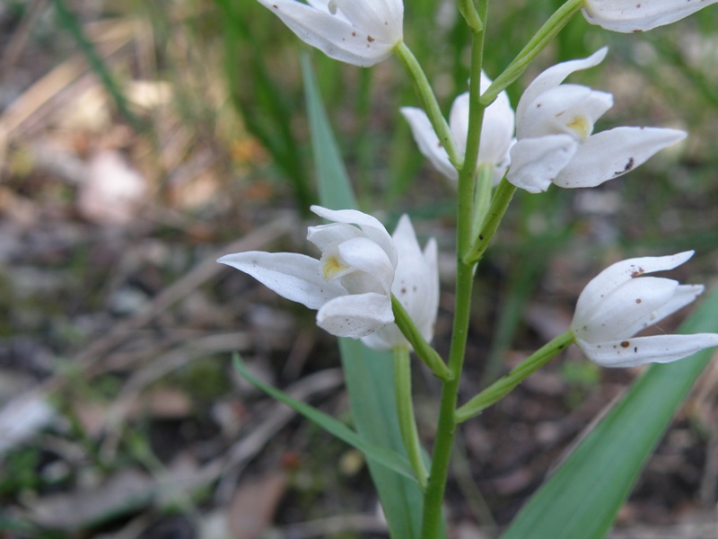 Cephalanthera longifolia