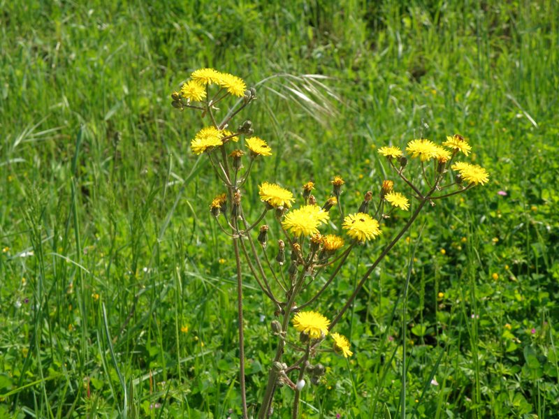 Crepis vesicaria