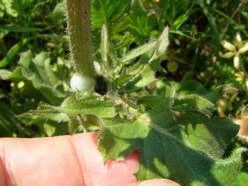 Crepis vesicaria