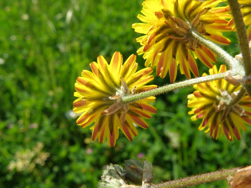 Crepis vesicaria