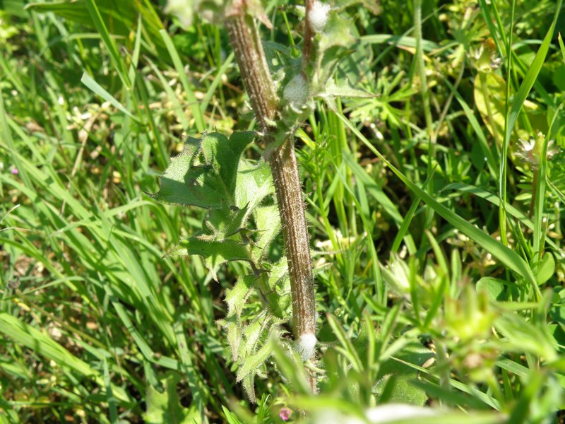 Crepis vesicaria