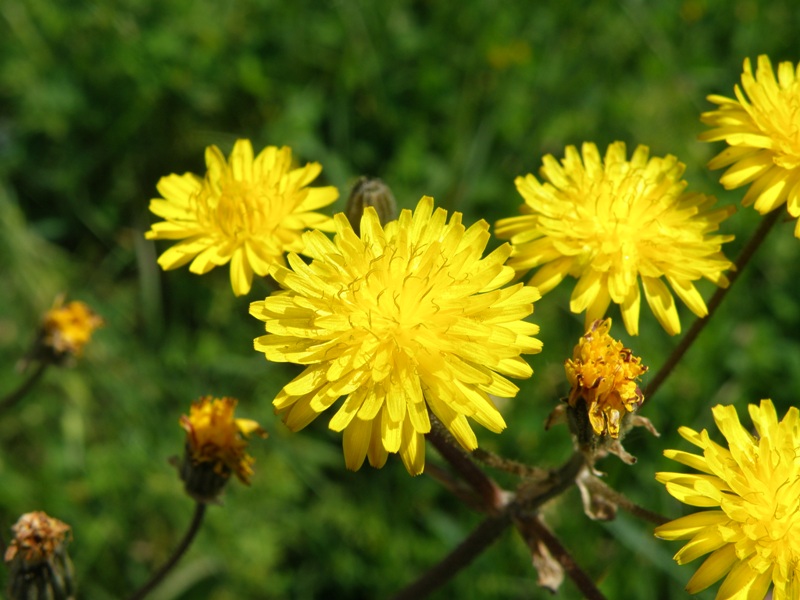 Crepis vesicaria