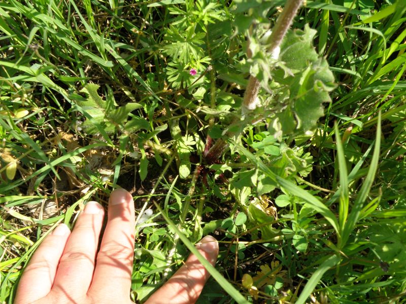 Crepis vesicaria