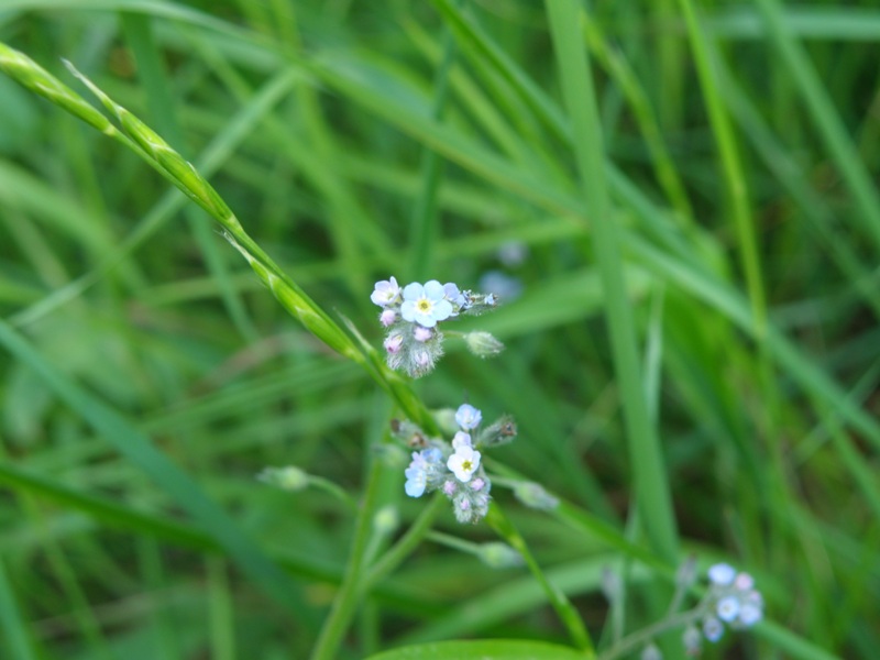 Myosotis  ??