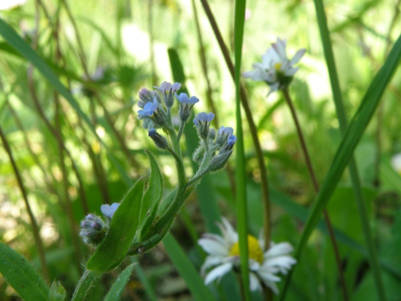 Myosotis  ??