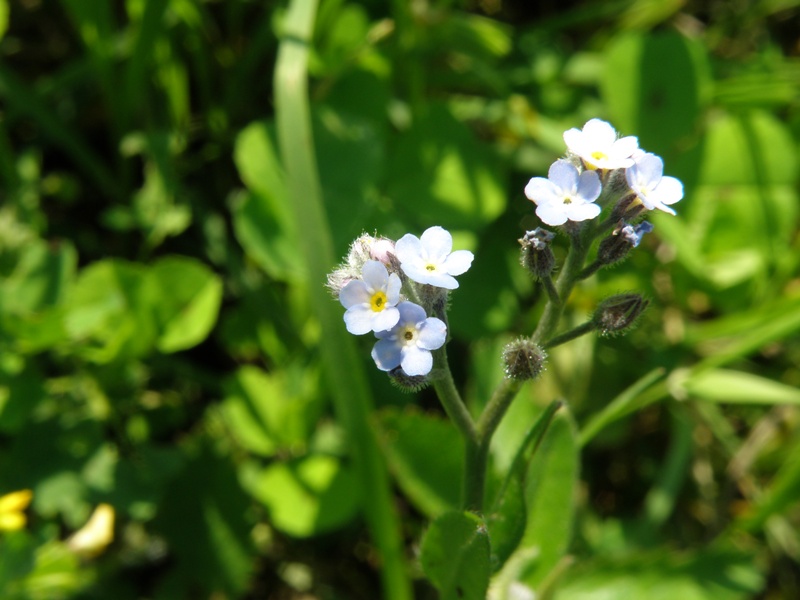 Myosotis  ??