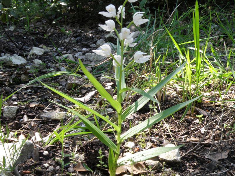 Cephalanthera longifolia