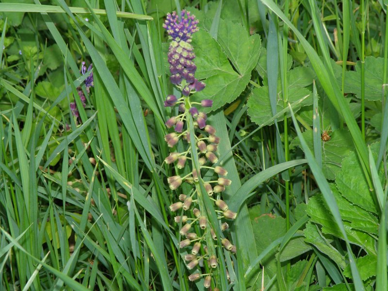 Muscari comosum