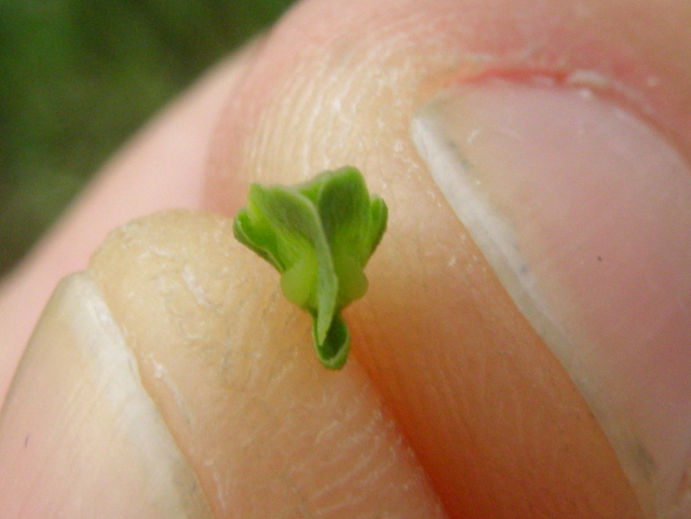 Rumex crispus