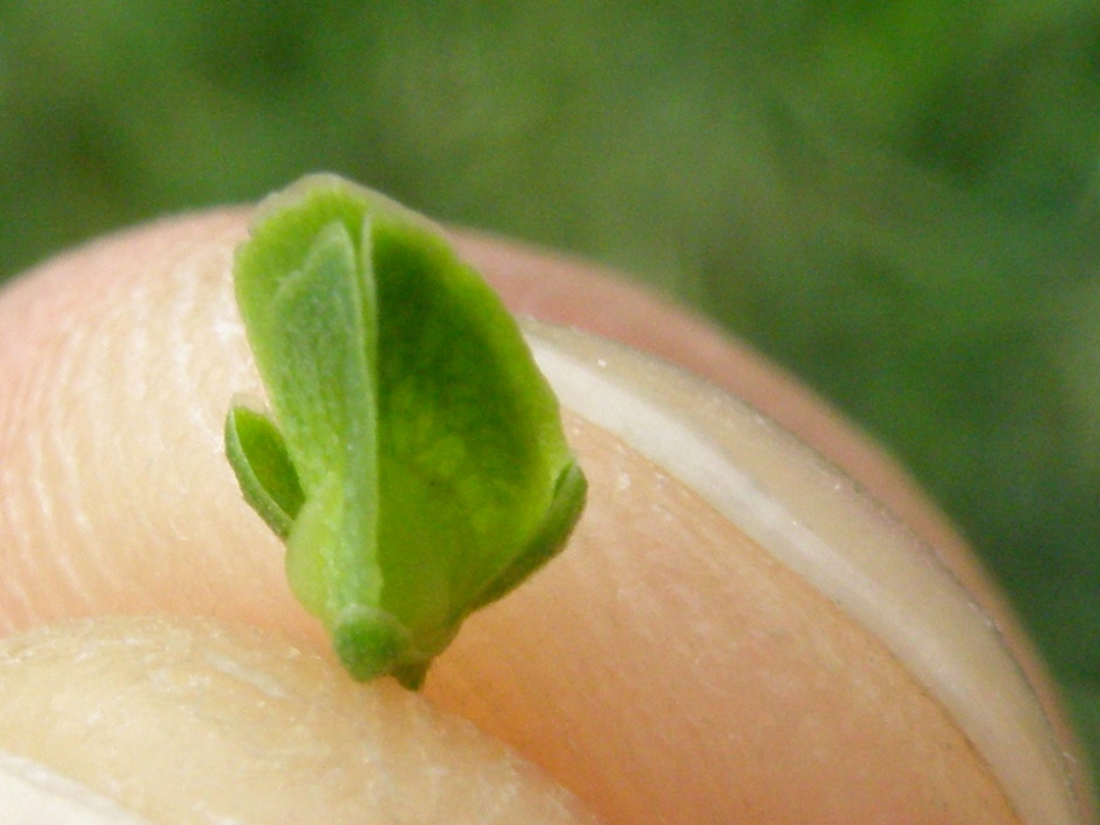 Rumex crispus