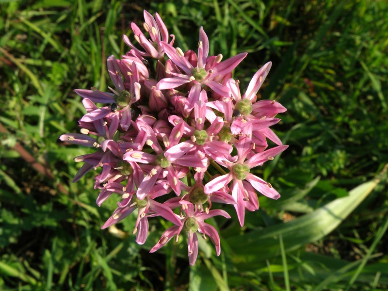 Allium nigrum