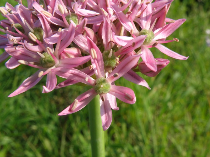 Allium nigrum