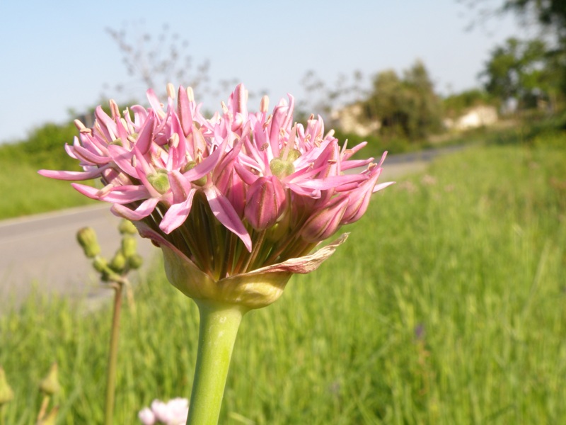 Allium nigrum