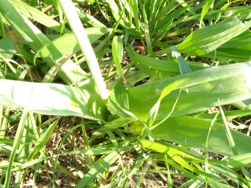 Allium nigrum