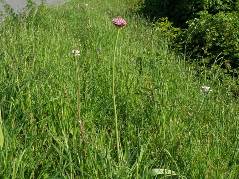 Allium nigrum