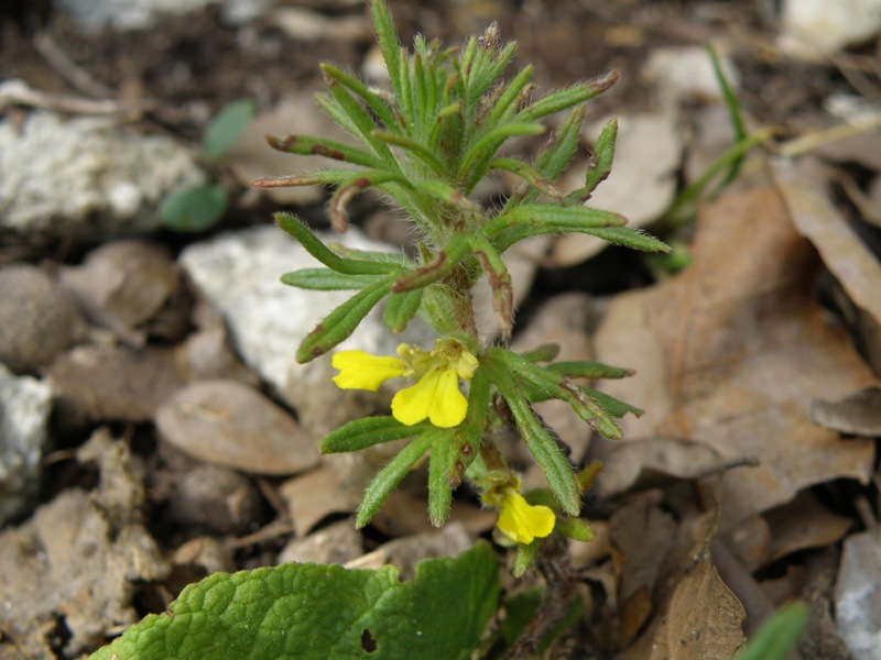 Ajuga chamaepitys