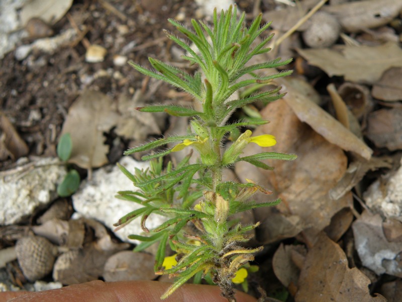 Ajuga chamaepitys