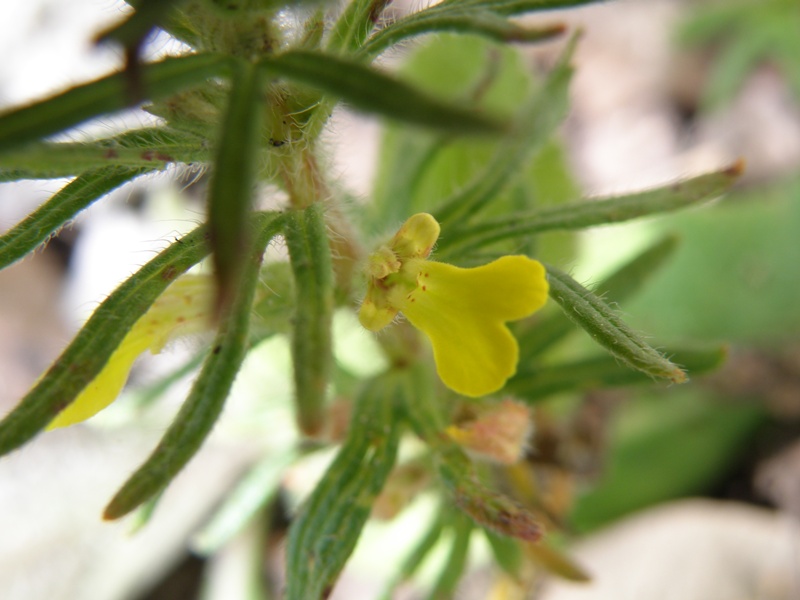 Ajuga chamaepitys