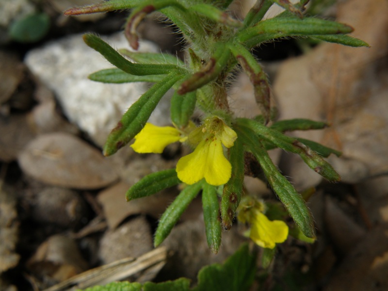 Ajuga chamaepitys