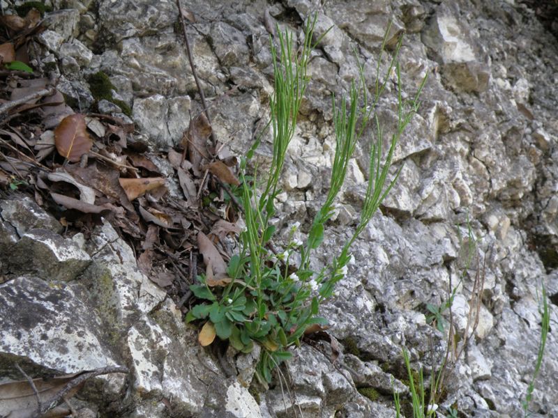 Crucifera da identificare - Arabis cfr. hirsuta