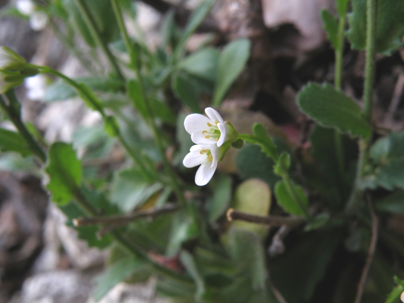 Crucifera da identificare - Arabis cfr. hirsuta