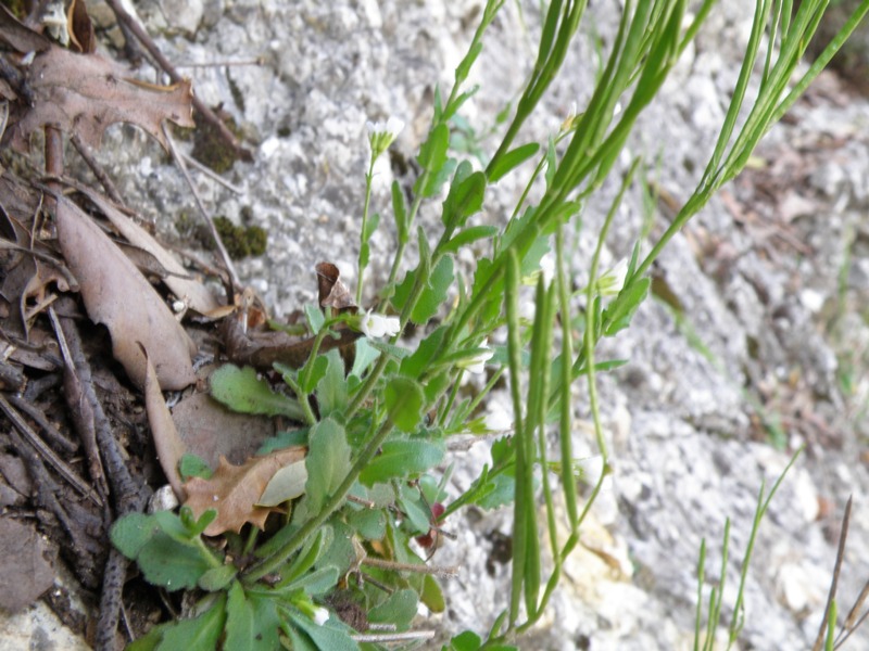 Crucifera da identificare - Arabis cfr. hirsuta