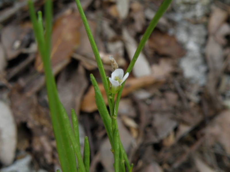 Crucifera da identificare - Arabis cfr. hirsuta