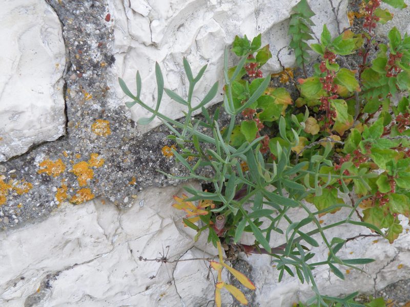 Crithmum maritimum