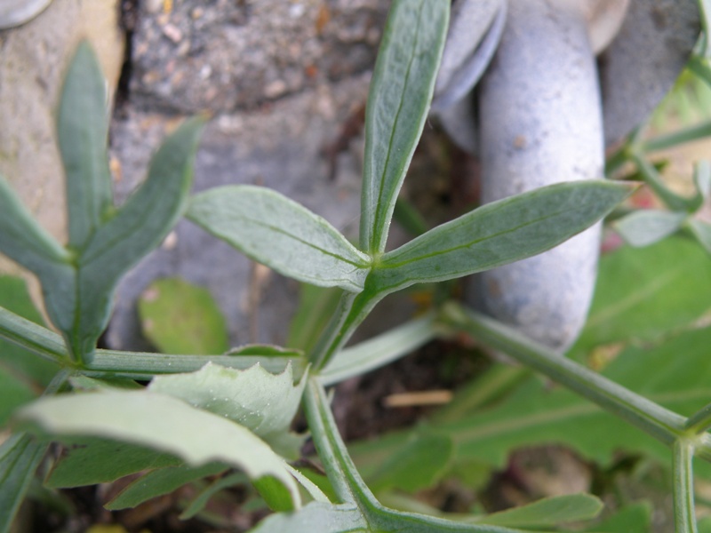 Crithmum maritimum