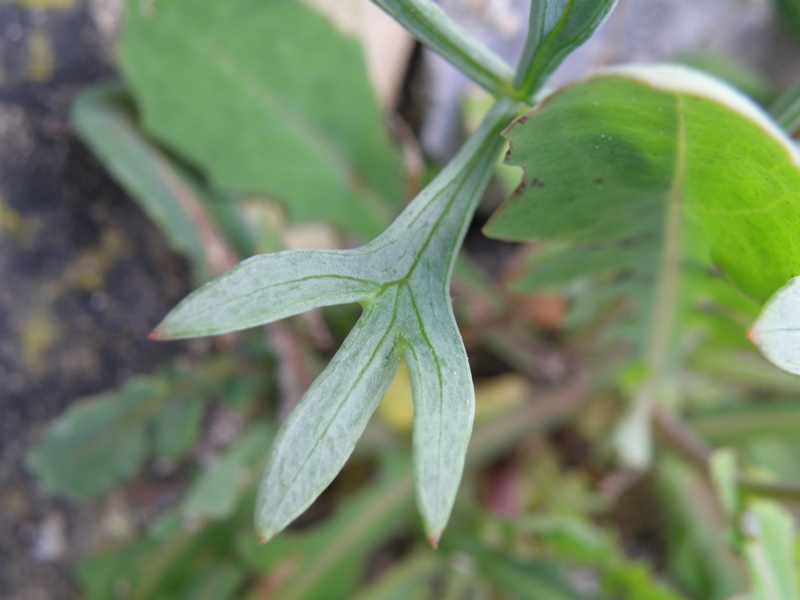 Crithmum maritimum