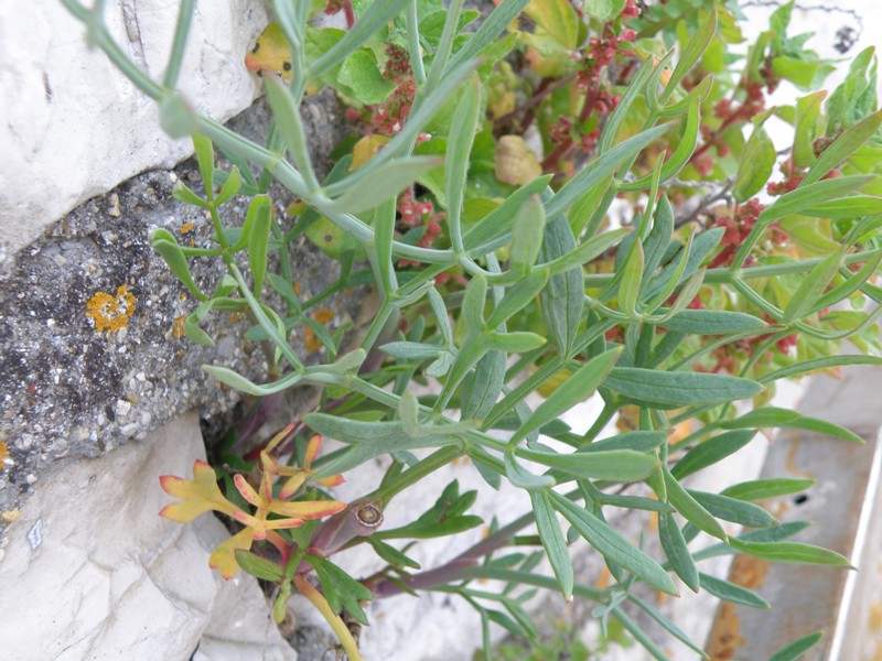 Crithmum maritimum