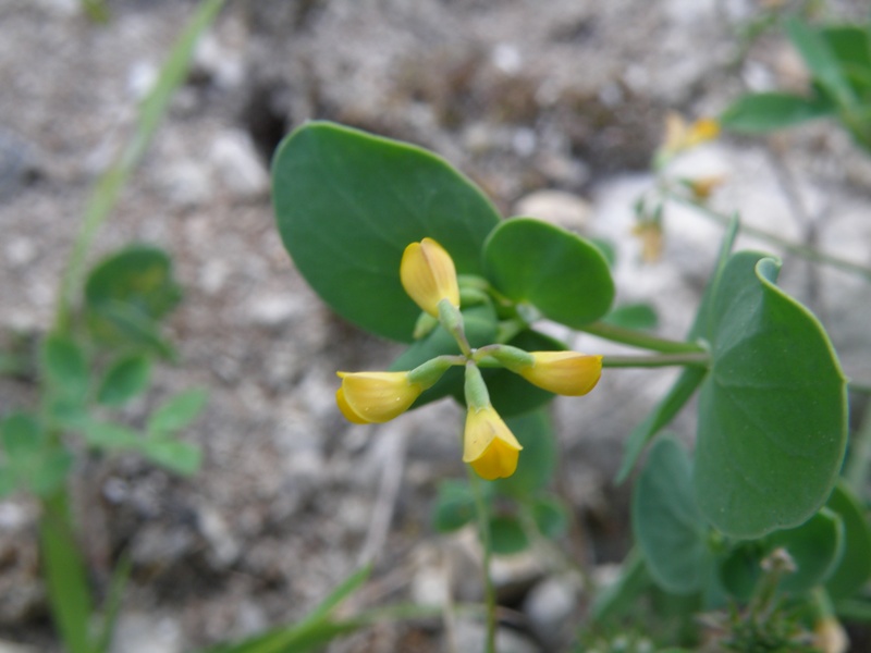 Coronilla scorpioides