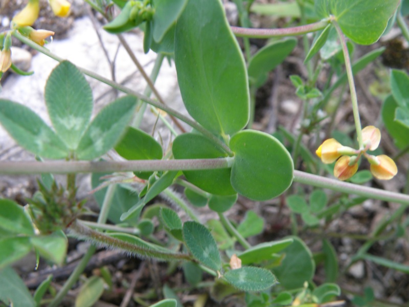 Coronilla scorpioides