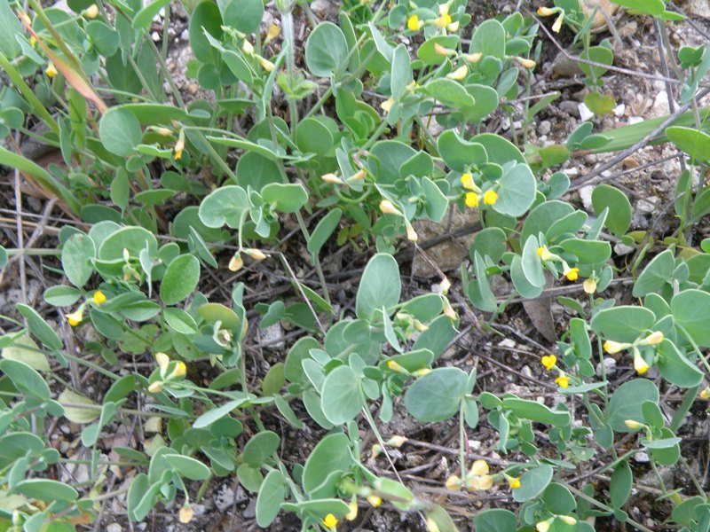 Coronilla scorpioides