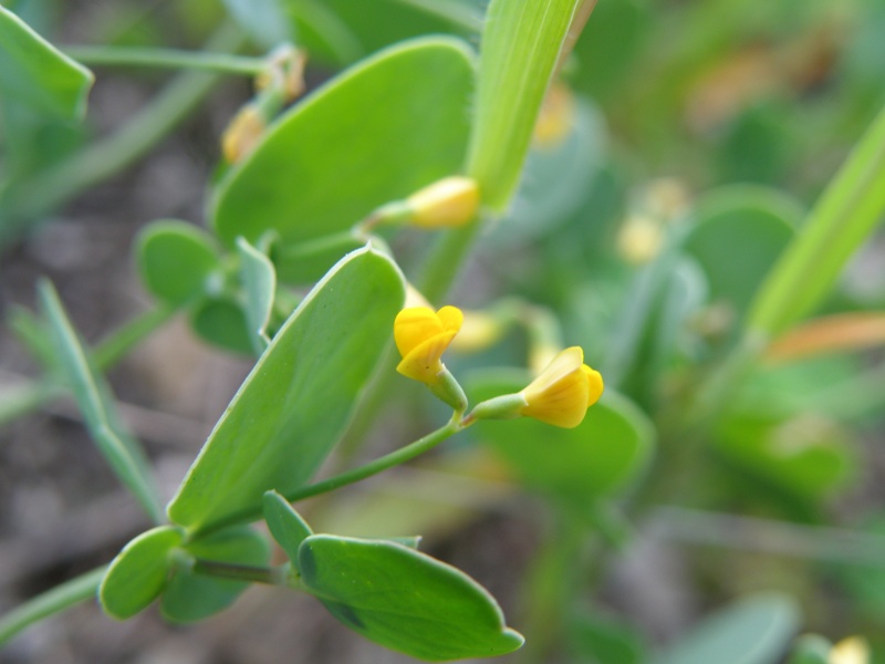 Coronilla scorpioides