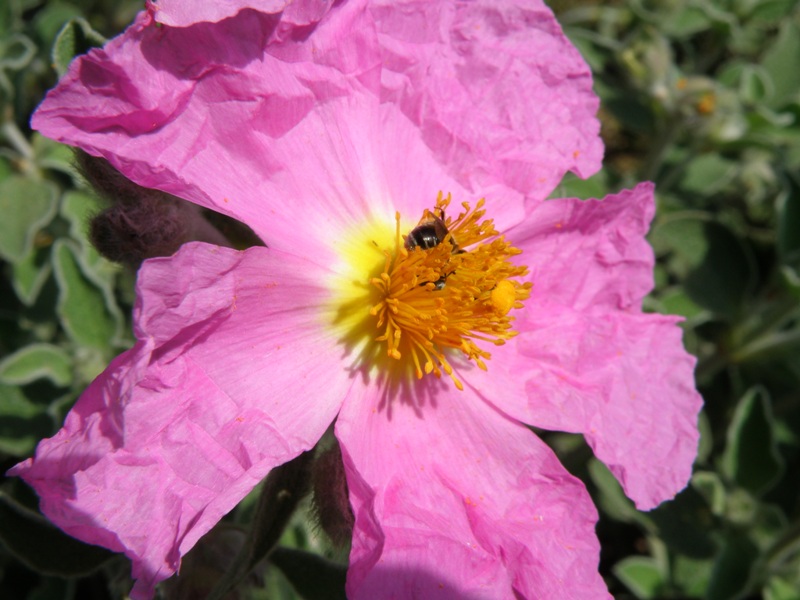 Cistus creticus