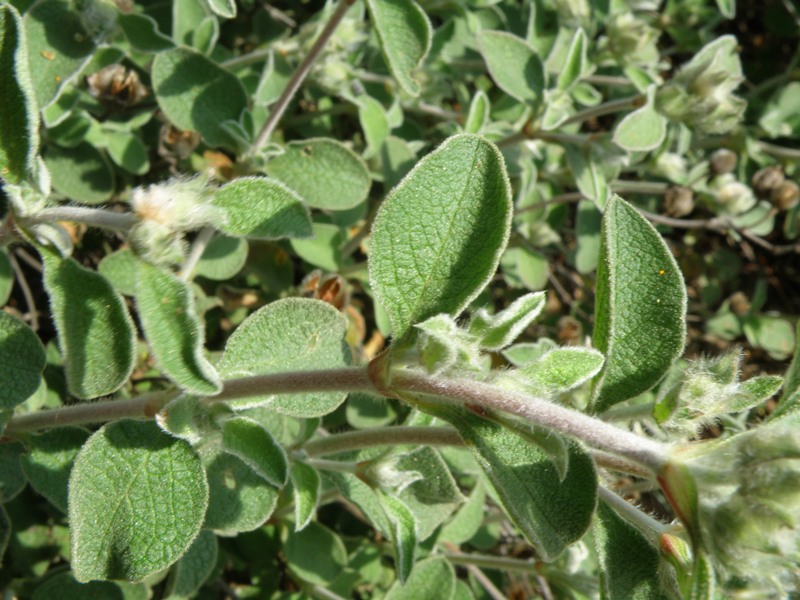 Cistus creticus