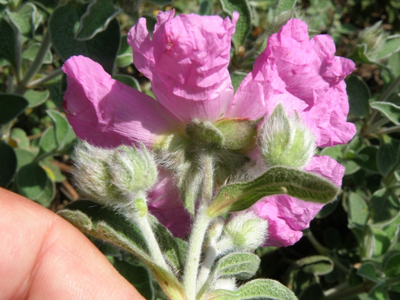 Cistus creticus