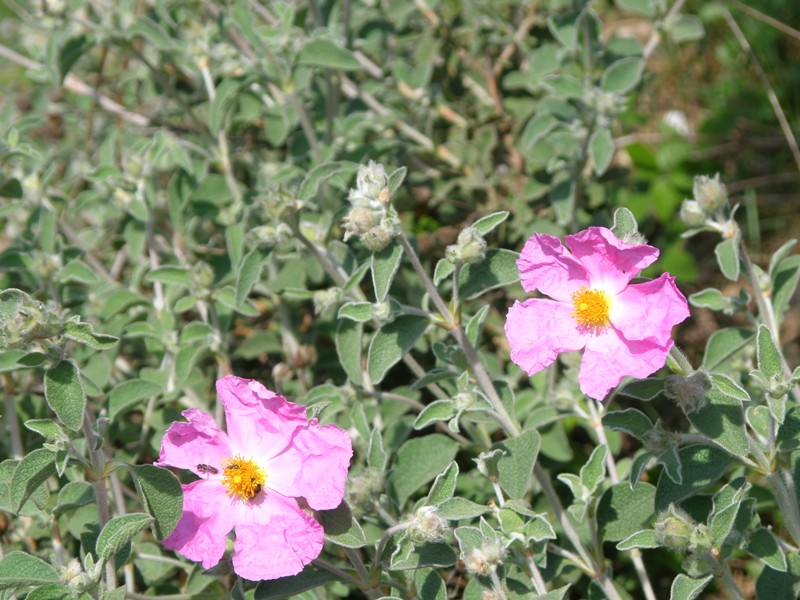 Cistus creticus