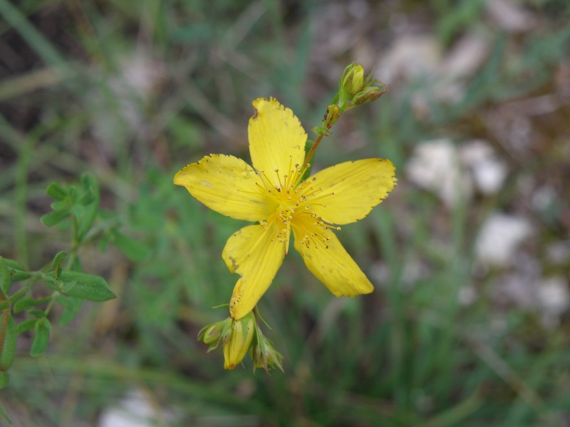 Hypericum perforatum